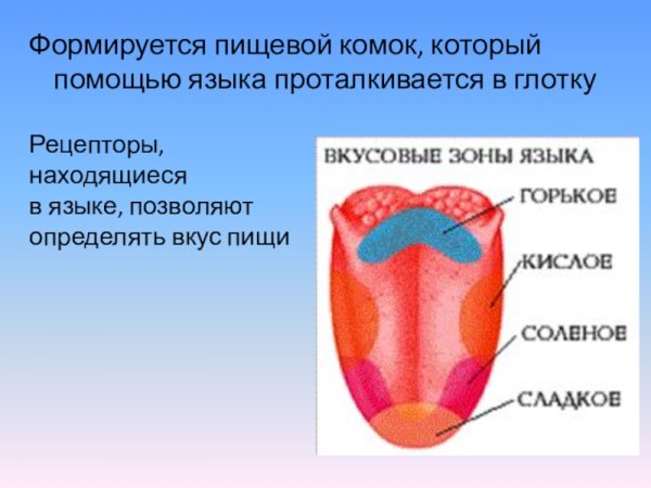 Органы чувств человека 3 класс язык