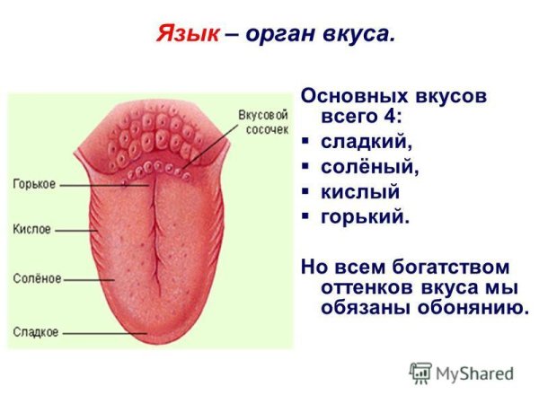 Вкусовой анализатор строение анатомия