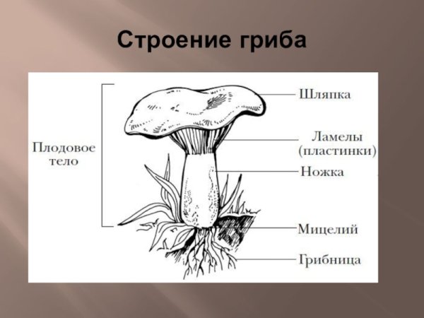 Схема шляпочного гриба