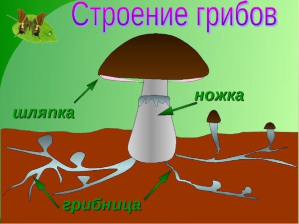Схема строения гриба