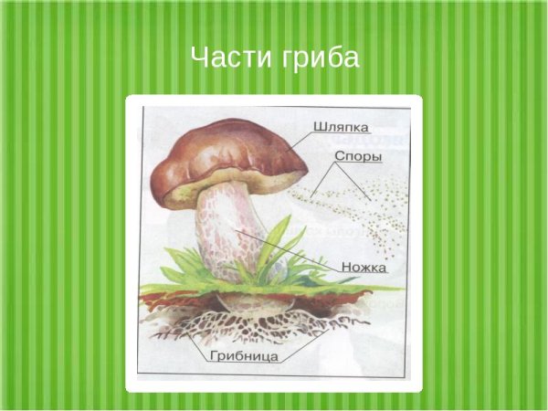 Гриб части гриба