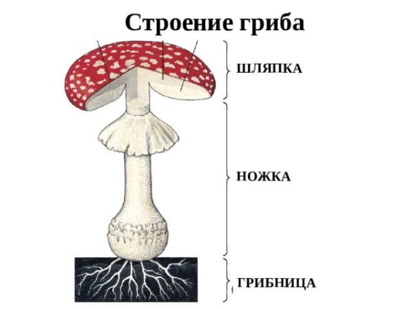 Гриб строение грибница шляпка ножка
