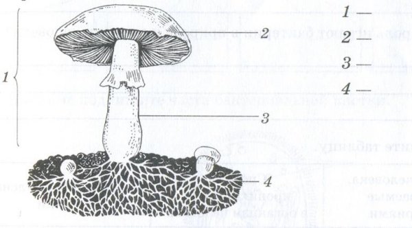Строение шляпочного гриба без подписей