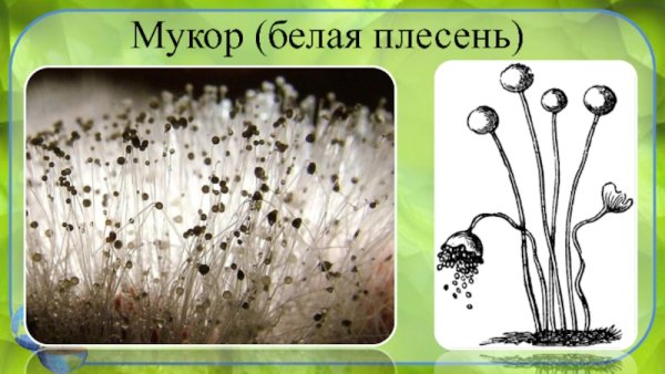 Плесень гриб мукор