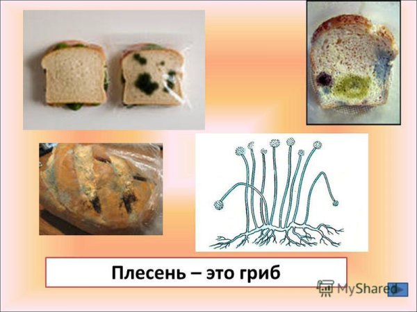 Плесень или плесневые грибы