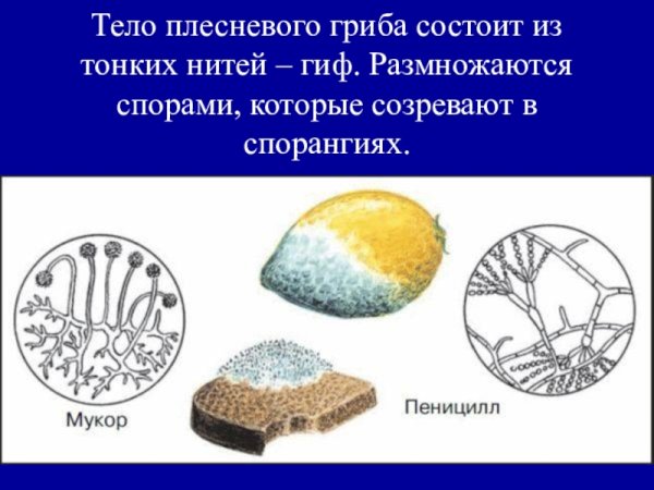 Плесневые грибы на хлебе