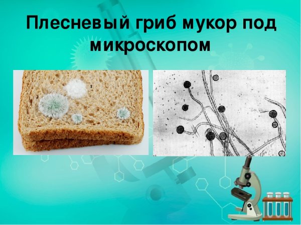 Плесневые грибы Mucor