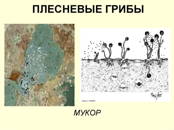 Строение плесневого гриба мукора рисунок