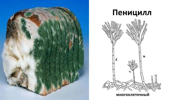 Плесневый гриб мукор
