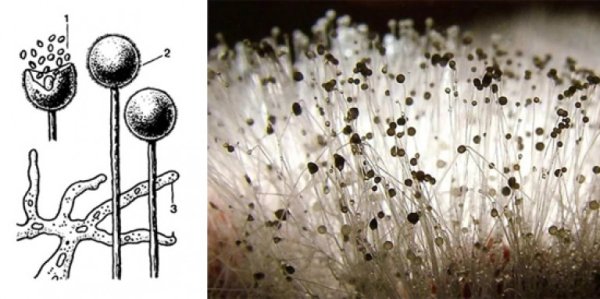 Строение грибов мукора