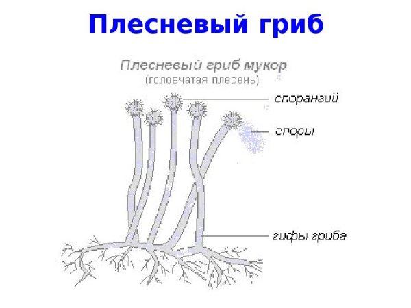 Гриб мукор и пеницилл на хлебе