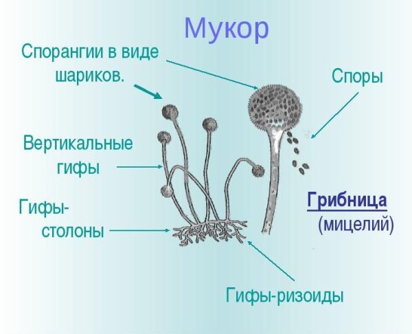 Гриб мукор размножение