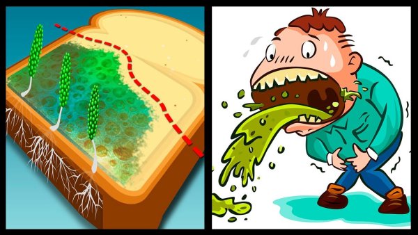 Ризопус зигоспора