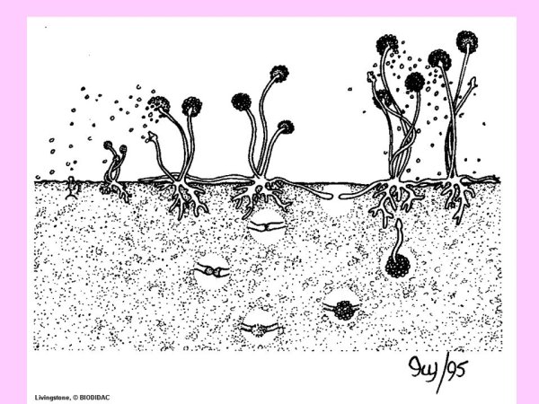 Плесневые грибы на белом фоне