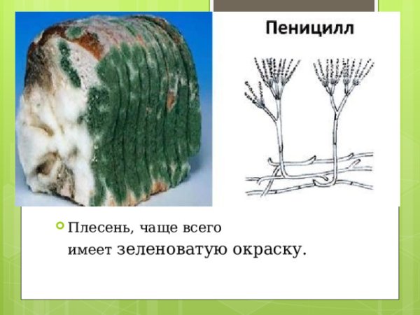 Нарисовать плесень