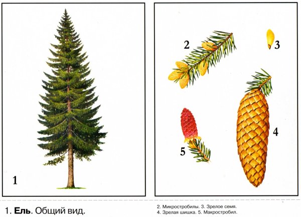 Ель европейская строение
