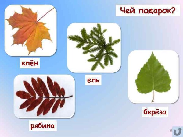 Листья дуба березы рябины клена осины