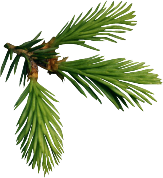 Листики хвоинки