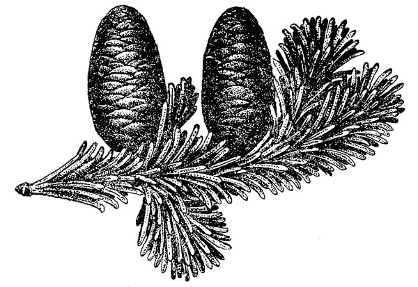 Ель Сибирская хвоинки