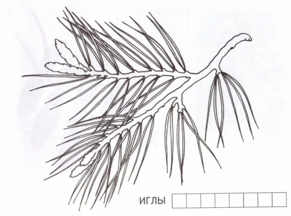 Хвоинки сосны раскраска