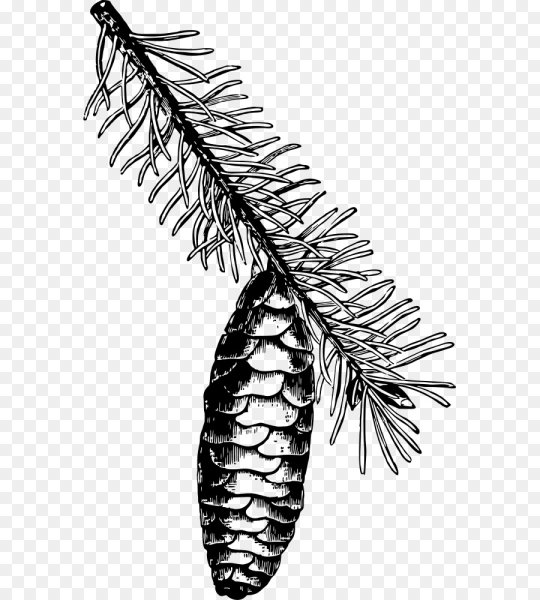 Пихта рисунок