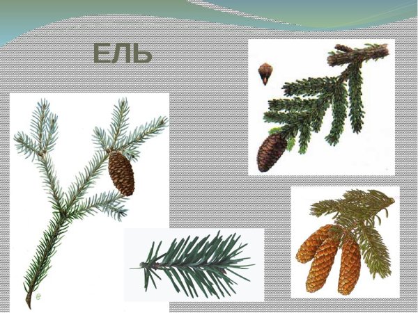 Хвоинки ели сосны лиственницы