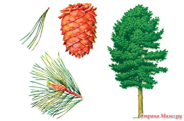 Сосна Кедровая строение