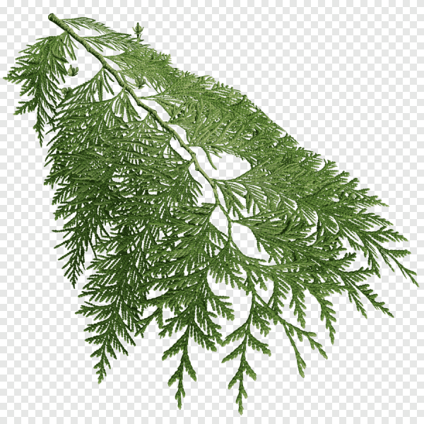 Кипарис Cupressus ветка