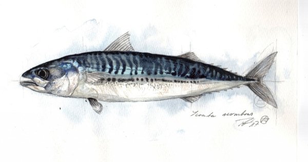 Окунеобразные скумбрия