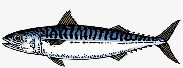 Векторное изображение скумбрии