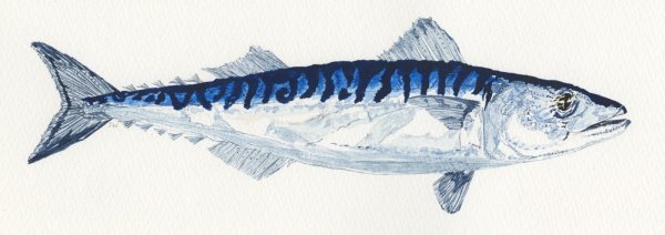 Макрель рисунок