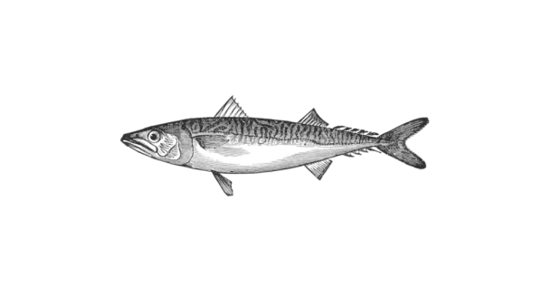 Селедка рисунок