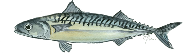 Скумбрия на прозрачном фоне