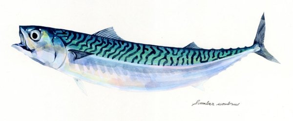 Скумбрия нарисованная