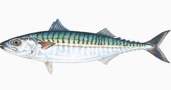 Полосатая макрель (s. commersonii)