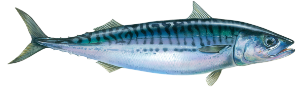 Скумбрия Черноморская