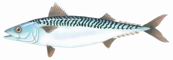 Скумбрия логотип