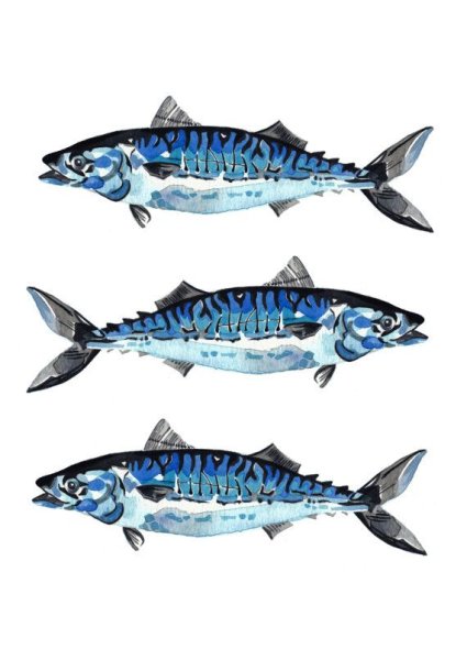 Скумбрия вектор