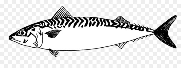 Сельдь раскраска