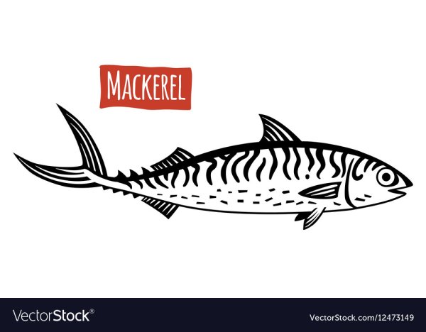 Скумбрия нарисованная