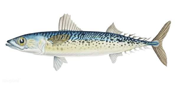 Африканская скумбрия