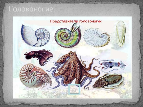 Головоногие моллюски представители