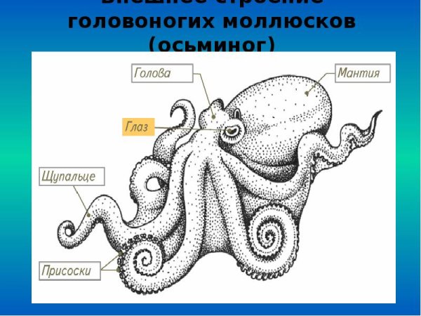 Внешнее строение головоногих моллюсков осьминог