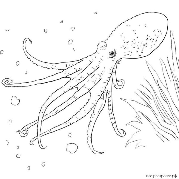 СЛИЗЕНЬ головоногий моллюск