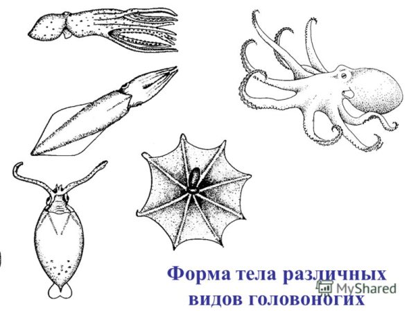 Форма тела беспозвоночных животных