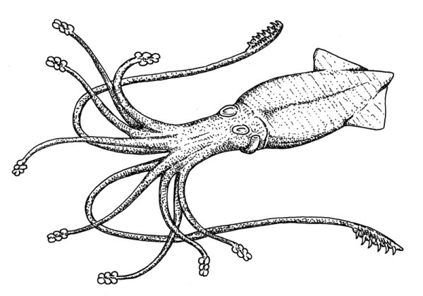 Головоногие моллюски строение кальмар