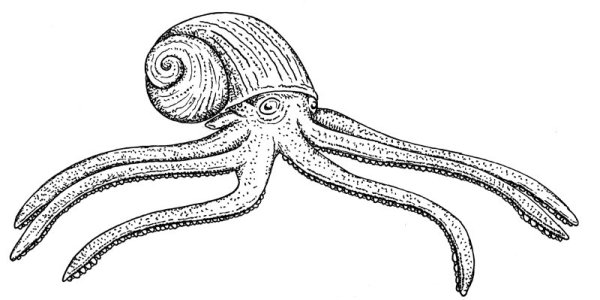 Головоногие моллюски рисунок