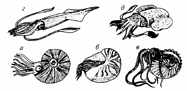 Отряд головоногие