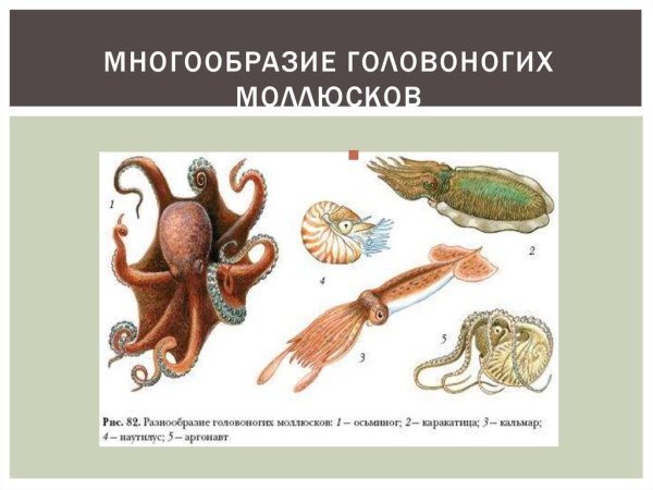 Пищеварительная система головоногих моллюсков схема