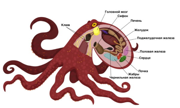 Внешнее строение головоногих моллюсков